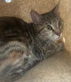 adoptable Cat in dallas, TX named LIZZY