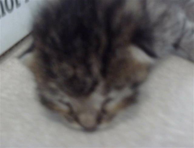 adoptable Cat in Dallas, TX named KYLE