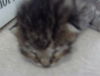 adoptable Cat in dallas, TX named KYLE