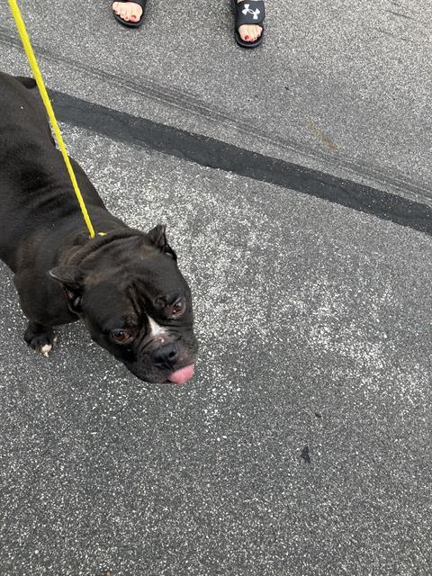 adoptable Dog in Dallas, TX named KANDY