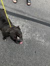 adoptable Dog in dallas, TX named KANDY