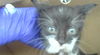 adoptable Cat in dallas, TX named MAVE