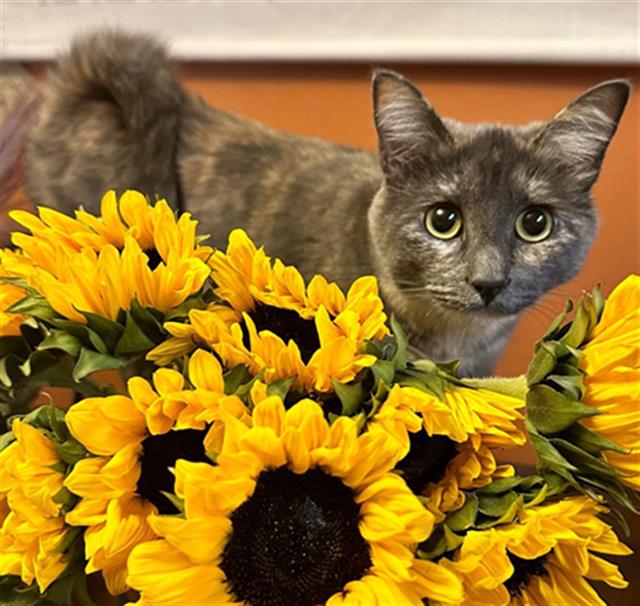 adoptable Cat in Dallas, TX named CHARLEY
