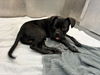adoptable Dog in dallas, TX named CODY