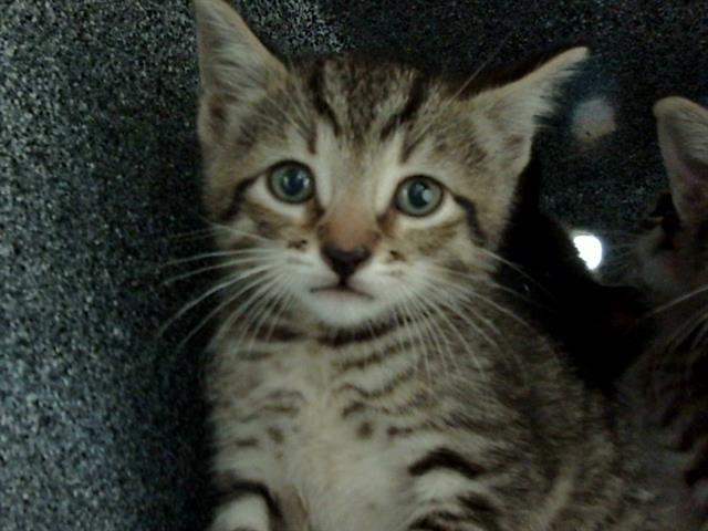 adoptable Cat in Dallas, TX named JOEY