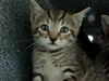 adoptable Cat in dallas, TX named JOEY