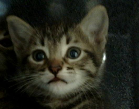 adoptable Cat in Dallas, TX named KNOX