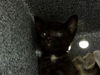 adoptable Cat in dallas, TX named CHIEF