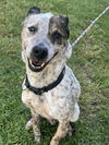 adoptable Dog in dallas, TX named MAX