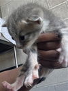 adoptable Cat in  named TAB