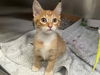 adoptable Cat in  named DARLA