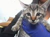 adoptable Cat in  named NOWETTA