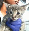 adoptable Cat in dallas, TX named KI