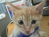 adoptable Cat in  named MIL