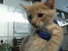 adoptable Cat in dallas, TX named DRU