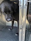 adoptable Dog in  named TYSON