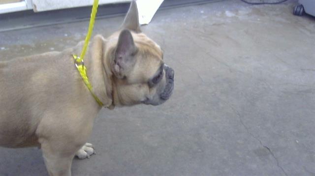 adoptable Dog in Dallas, TX named CECELIA