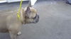 adoptable Dog in dallas, TX named CECELIA