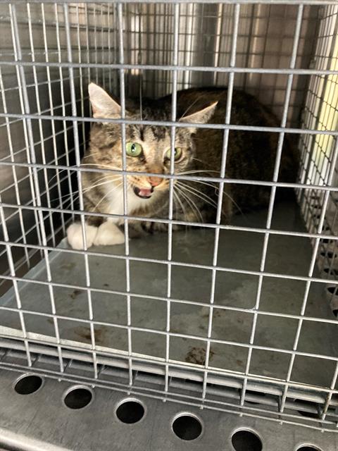 adoptable Cat in Dallas, TX named MICHELLE