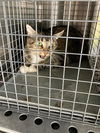 adoptable Cat in  named MICHELLE