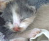 adoptable Cat in  named HAILEY