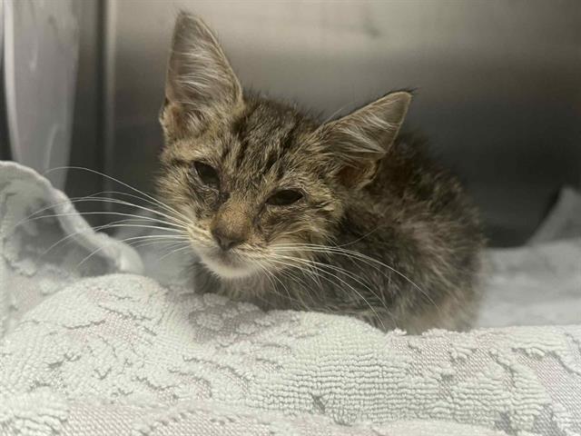 adoptable Cat in Dallas, TX named COLBY