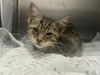 adoptable Cat in dallas, TX named COLBY