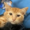 adoptable Cat in  named COHEN