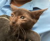 adoptable Cat in dallas, TX named COLSON