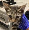 adoptable Cat in dallas, TX named COREY