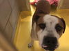 adoptable Dog in dallas, TX named BETO