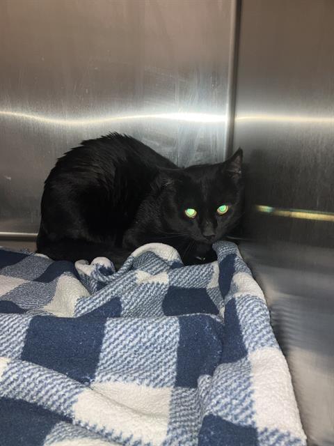 adoptable Cat in Dallas, TX named BEBE