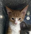 adoptable Cat in  named ERIK