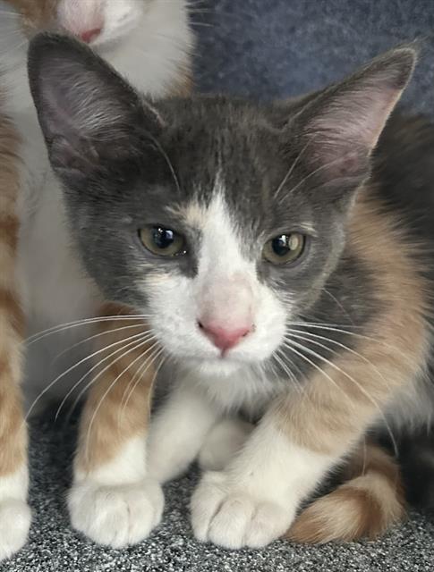 adoptable Cat in Dallas, TX named ERIN
