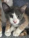 adoptable Cat in  named ERIN