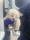 adoptable Cat in  named SILVER