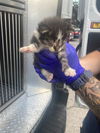 adoptable Cat in  named JIMMY
