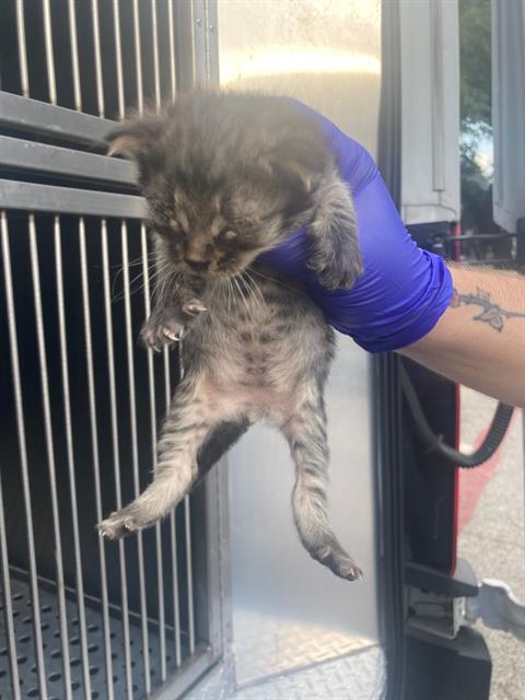 adoptable Cat in Dallas, TX named CROCKETT