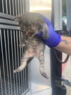 adoptable Cat in  named CROCKETT