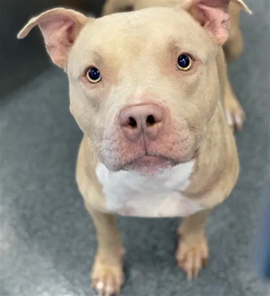 Ozzy - Pit Bull Terrier