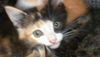 adoptable Cat in  named JUJU