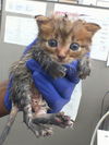 adoptable Cat in  named BORDEN