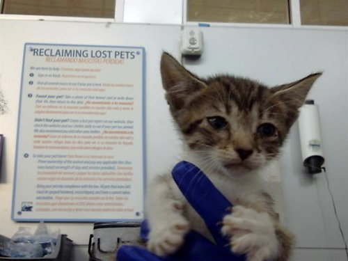 SHEA - Domestic Short Hair available for adoption