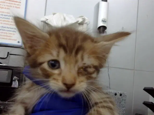 Hanny - Domestic Short Hair