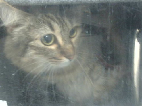 QUEEN JOHNSON - Domestic Short Hair available for adoption