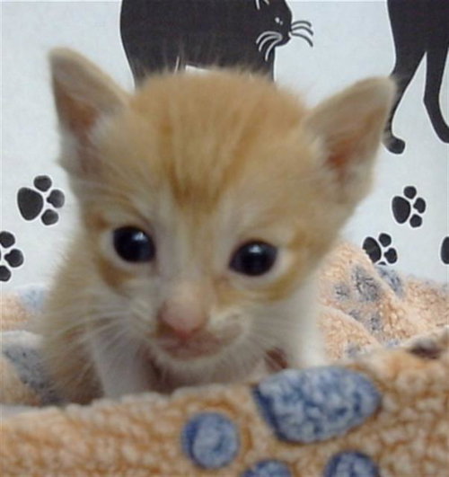 AVIS - Domestic Short Hair available for adoption