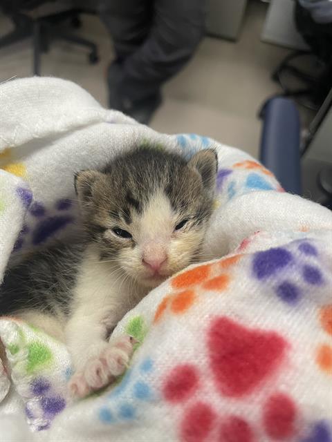 TOMMY - Domestic Short Hair available for adoption