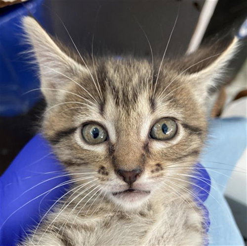 MUFFIN - Domestic Short Hair available for adoption