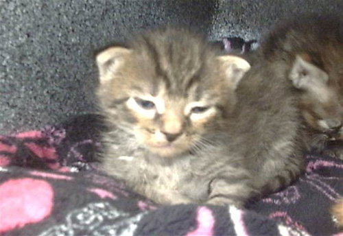 ABEL - Domestic Short Hair available for adoption