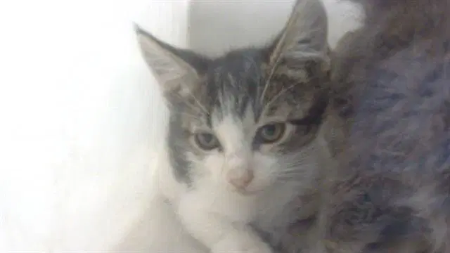 Milo - Domestic Short Hair
